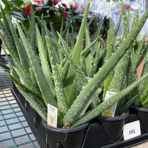 Aloe Vera Barbadensis Plant