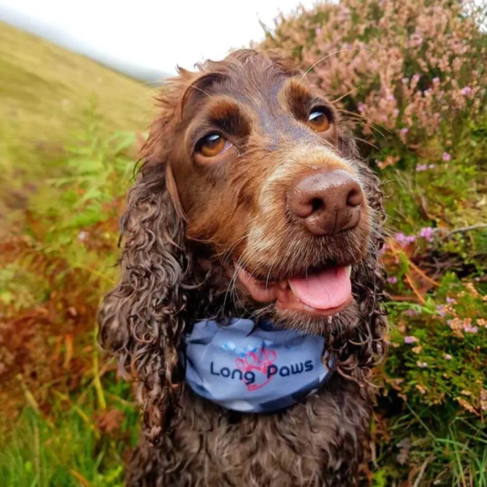 Long Paws PupStretch Geo Bandanas for Dogs